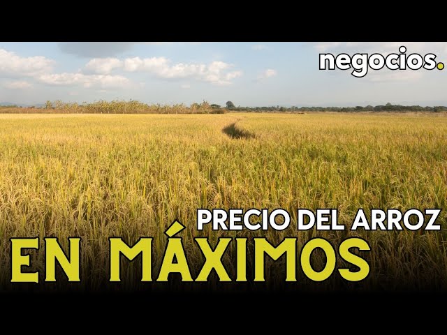 Los Precios Del Arroz Alcanzan Su Punto M S Alto Desde Hace A Os