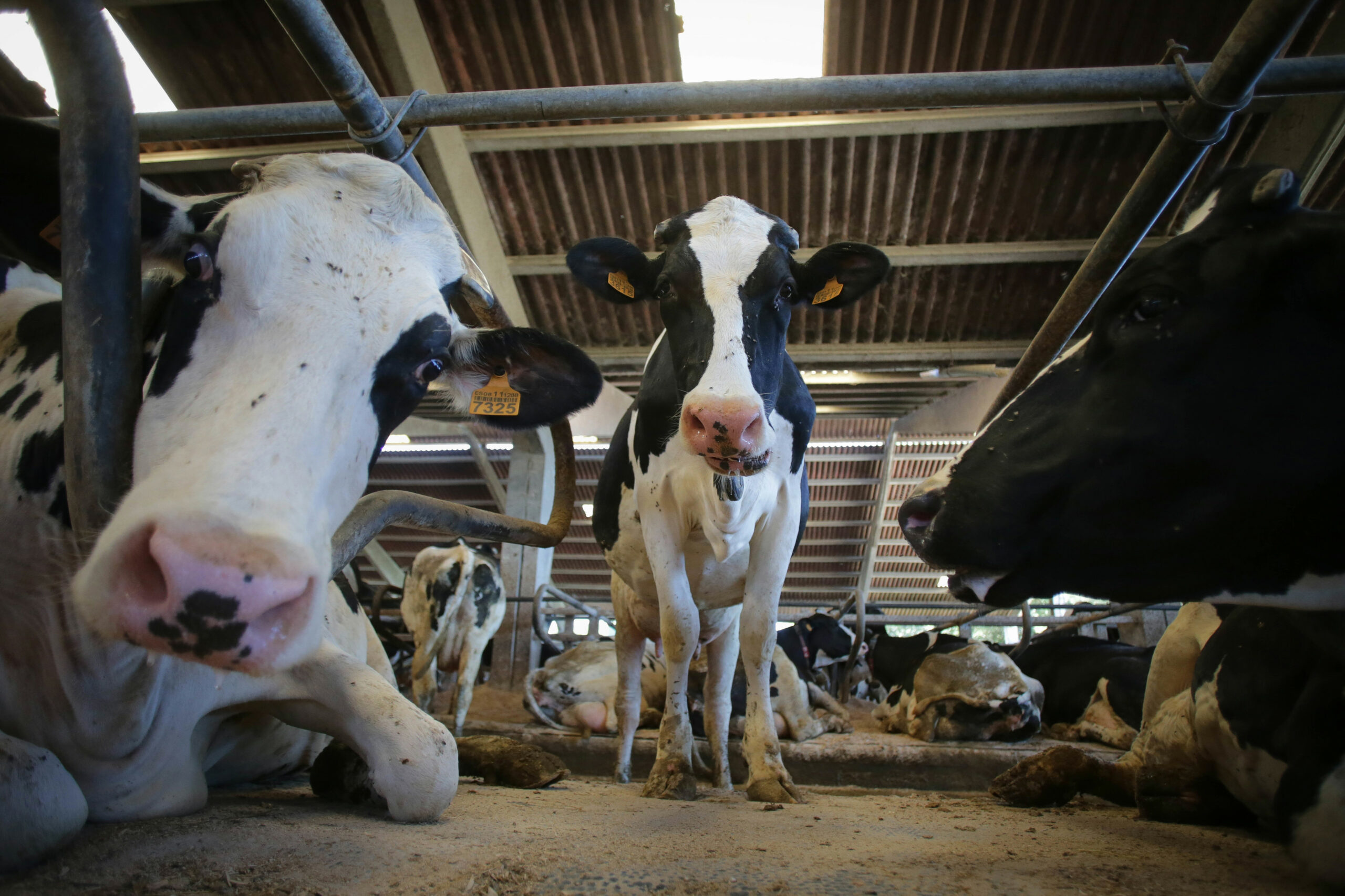 Unión de Uniones anima a ganaderos a reclamar las indemnizaciones por el cártel lácteo ratificado por la AN